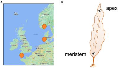 The Saccharina latissima microbiome: Effects of region, season, and physiology